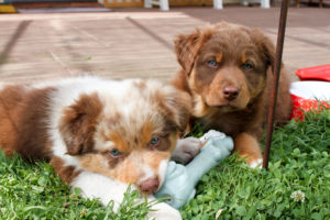 2 of the 47 cute puppies